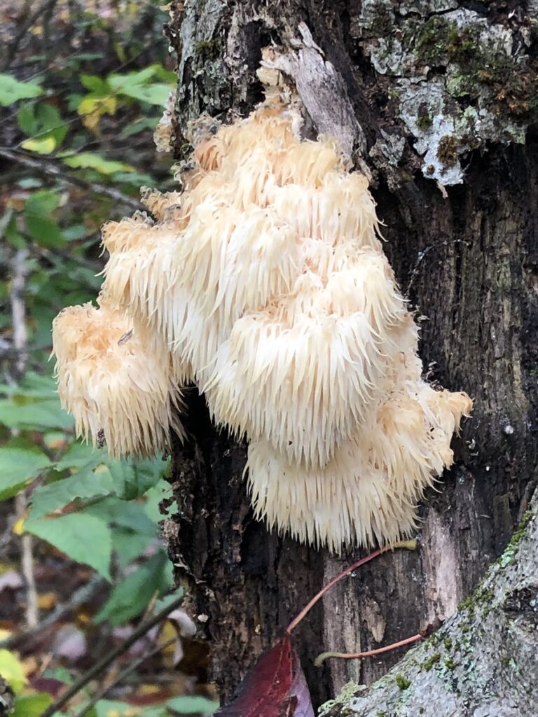 A Lion's Mane mushroom growing on a dead standing Beech tree in Delaware County New York, October 2021.
